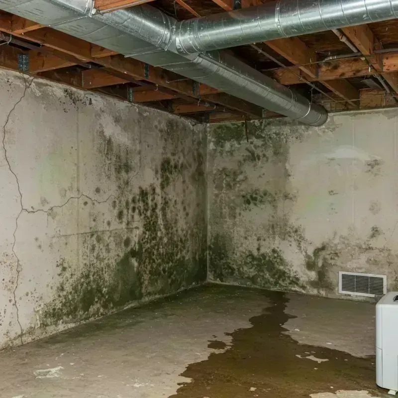 Professional Mold Removal in Casey County, KY